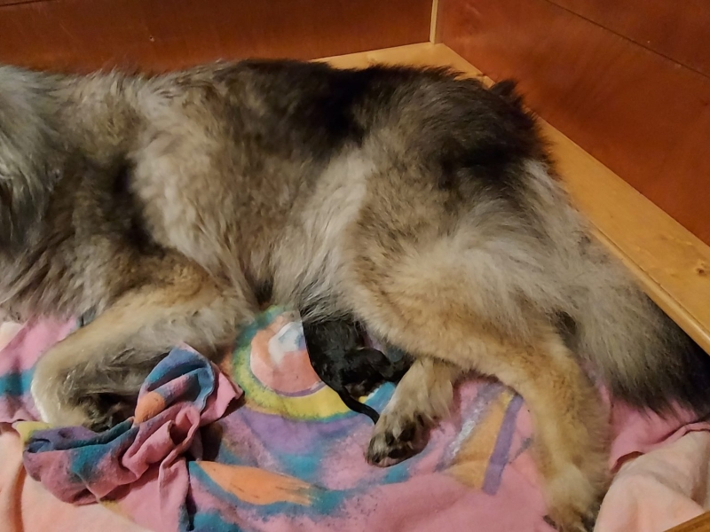 Elroy der letzte von 8